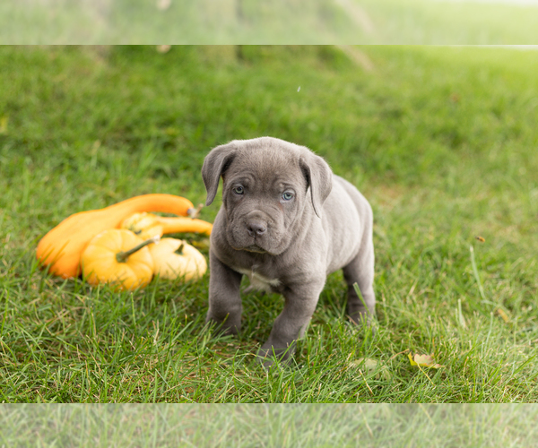 Medium Photo #9 Cane Corso Puppy For Sale in BOURBON, IN, USA