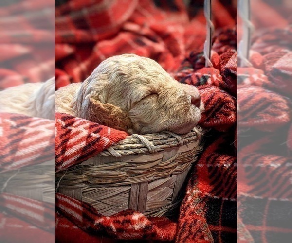 Medium Photo #6 F2 Aussiedoodle Puppy For Sale in LOUISA, VA, USA