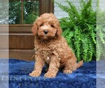Small Goldendoodle (Miniature)