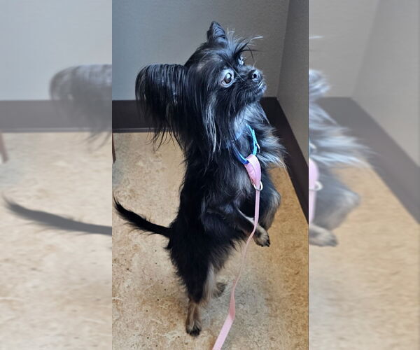 Medium Photo #4 Mutt Puppy For Sale in Olalla, WA, USA