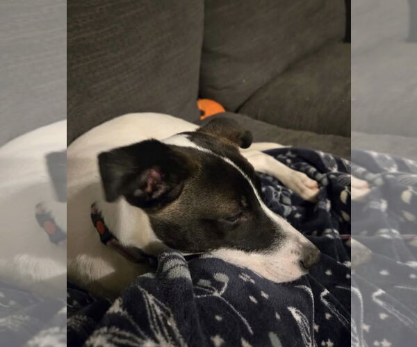 Medium Photo #4 Siberian Husky Puppy For Sale in Fort Wayne, IN, USA