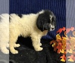 Puppy Multi pink Newfoundland