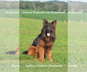 German Shepherd Dog Litter for sale in CHRISNEY, IN, USA