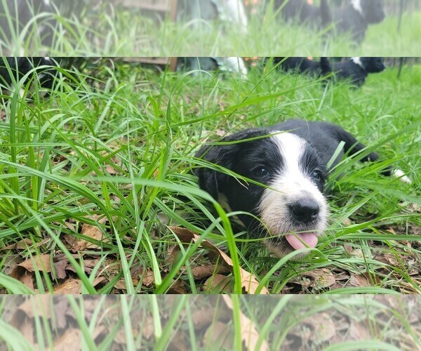 Medium Photo #11 Aussiedoodle Puppy For Sale in CONWAY, SC, USA