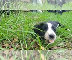 Small #10 Aussiedoodle