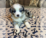 Puppy Boy 2 Miniature Australian Shepherd