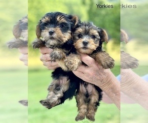 Yorkshire Terrier Puppy for sale in CORNERSVILLE, TN, USA