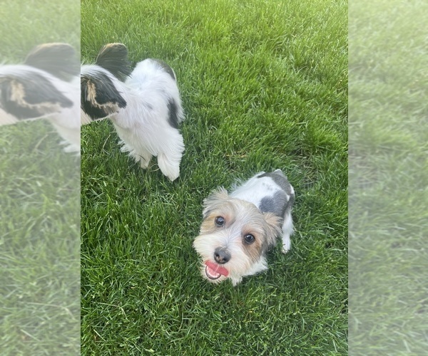 Medium Photo #3 Yorkshire Terrier Puppy For Sale in GASTON, OR, USA