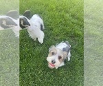 Small #2 Yorkshire Terrier