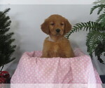 Puppy Lucky Golden Retriever