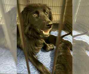 Borador Dogs for adoption in Holly Springs, NC, USA