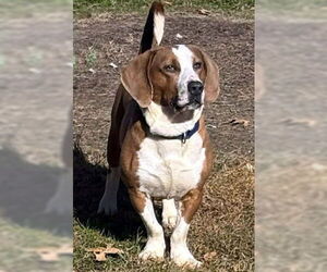 Basset Hound-Unknown Mix Dogs for adoption in Deepwater, NJ, USA