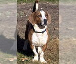 Small Basset Hound Mix