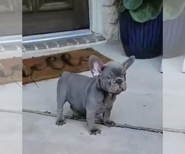 View Ad French Bulldog Puppy for Sale near Texas, HOUSTON