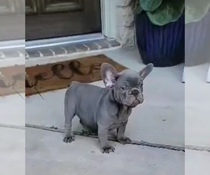 French Bulldog Puppy for sale in HOUSTON, TX, USA