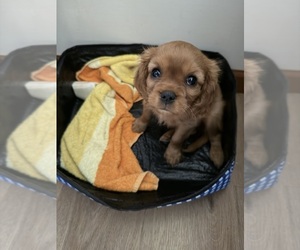 Cavalier King Charles Spaniel Puppy for sale in KANSAS CITY, MO, USA