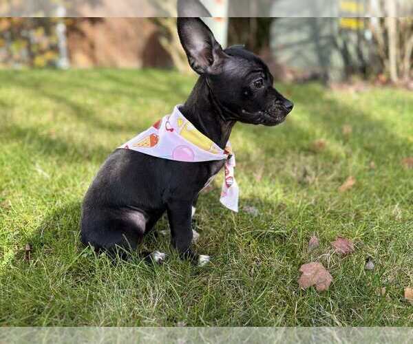 Medium Photo #2 Chihuahua Puppy For Sale in Arlington, WA, USA