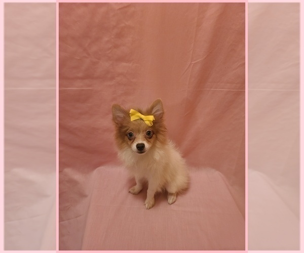 Medium Photo #2 Pomeranian Puppy For Sale in CLARKSVILLE, TN, USA