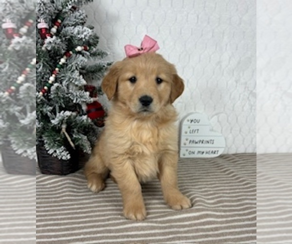 Medium Photo #4 Golden Retriever Puppy For Sale in GREENFIELD, IN, USA