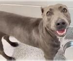 Small #1 Blue Lacy