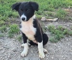 Small #2 Border-Aussie