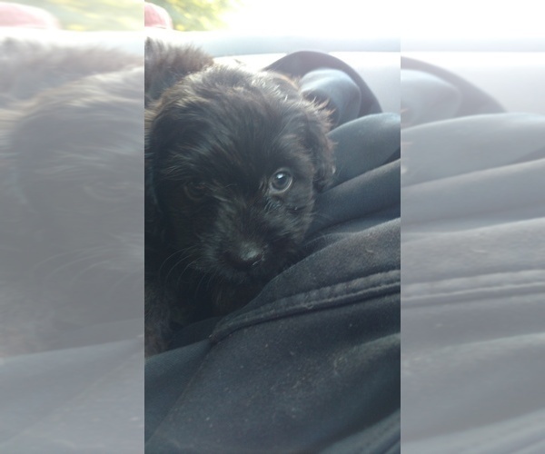 Medium Photo #3 Aussiedoodle Puppy For Sale in SPENCER, TN, USA