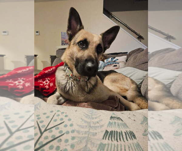 Medium Photo #3 German Shepherd Dog Puppy For Sale in San Leon, TX, USA