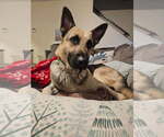 Small #2 German Shepherd Dog