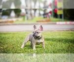 Puppy 3 French Bulldog