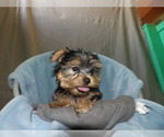 Puppy 3 Yorkshire Terrier