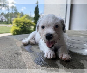 Red - Male Mutt Dog for Adoption - Photo #14