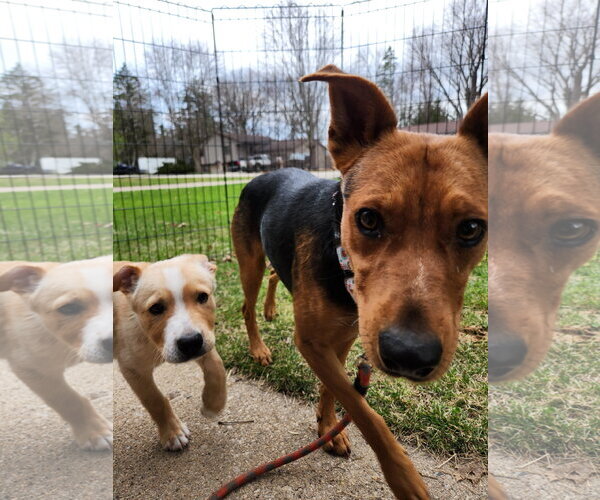 Medium Photo #3 Australian Kelpie-Unknown Mix Puppy For Sale in New London, WI, USA