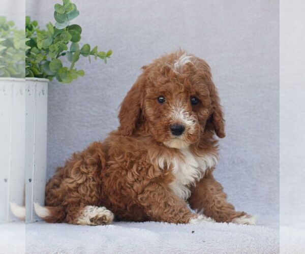 Medium Photo #3 Goldendoodle (Miniature) Puppy For Sale in EPHRATA, PA, USA