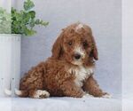Small #2 Goldendoodle (Miniature)