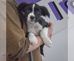 Small #3 Border Collie Mix