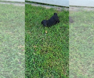 Goldendoodle Puppy for sale in WATERLOO, IL, USA