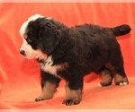 Small #5 Bernese Mountain Dog