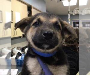 German Shepherd Dog Dogs for adoption in Riverside, CA, USA