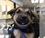 Small German Shepherd Dog