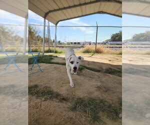 Murphy - Male American Pit Bull Terrier-Unknown Mix Dog for Adoption - Photo #4