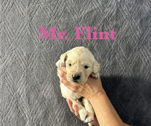 Medium English Cream Golden Retriever