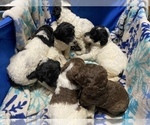 Small Photo #7 Poodle (Standard) Puppy For Sale in ORMOND BEACH, FL, USA