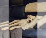 Small #3 Labrador Retriever Mix