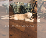 Small Photo #3 Golden Retriever Puppy For Sale in FREDONIA, KS, USA