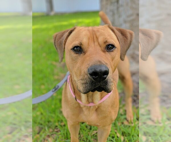 Medium Photo #56 Labrador Retriever-Unknown Mix Puppy For Sale in Pompano Beach , FL, USA