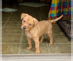 Mutt Dogs for adoption in Farmington, MN, USA