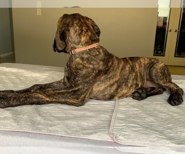 Medium Photo #7 Great Dane Puppy For Sale in PORT SAINT LUCIE, FL, USA