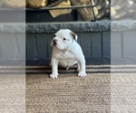 Small #1 American Bulldog
