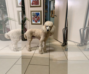Poodle (Standard) Puppy for sale in BRIDGEPORT, TX, USA