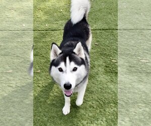 King - Male Siberian Husky Dog for Adoption - Photo #3